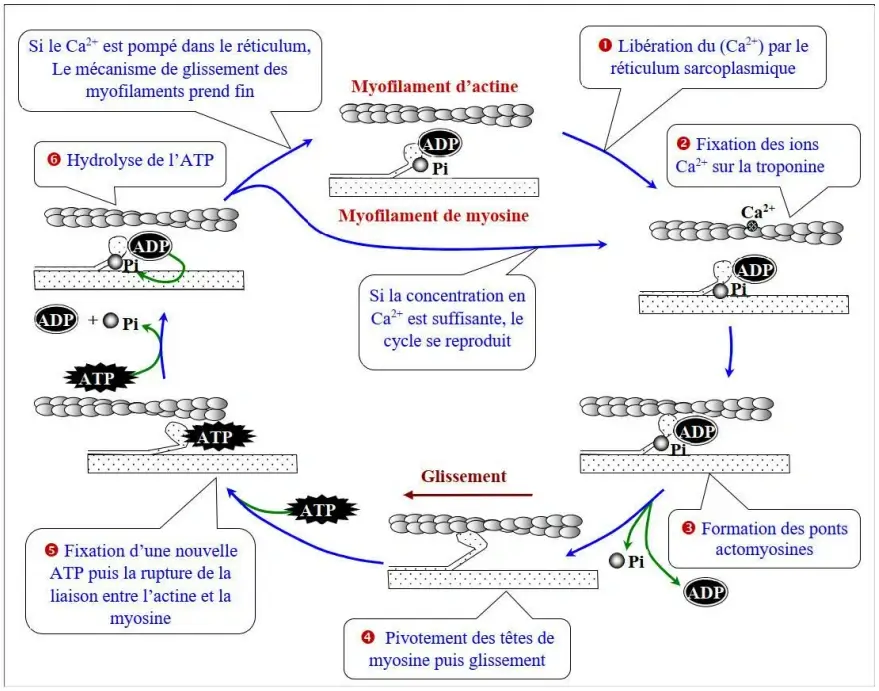 Rôle du muscle squelettique strié dans la conversion de l’énergie